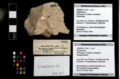 Foto (Objekt + Etikett) von Discutiolira sp.  (NHMW-GEO-1990-0041-10155)